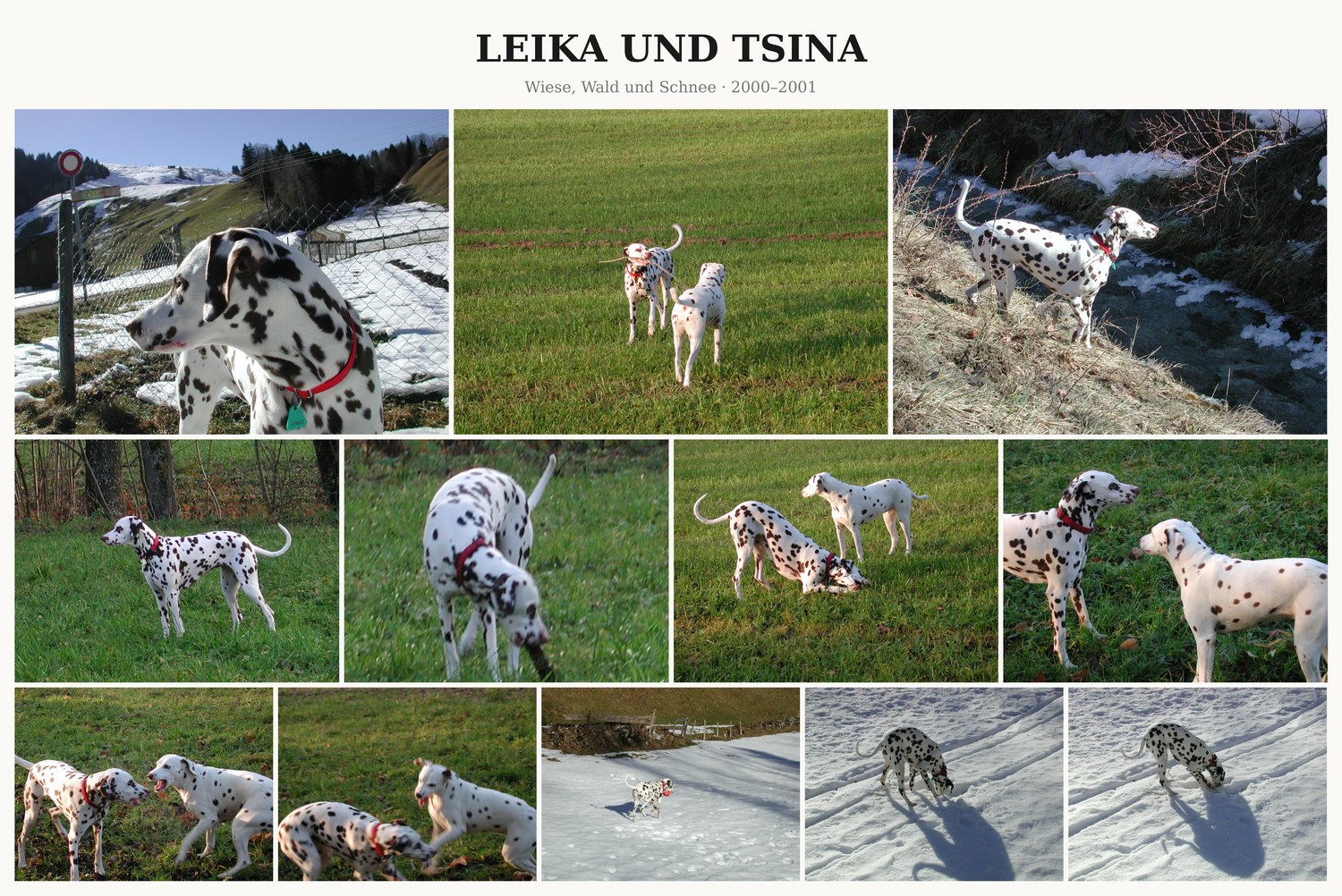 Fotocollage Leika und Tsina: Wiese, Wald und Schnee